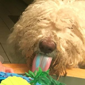 Meet your Posher, Judith